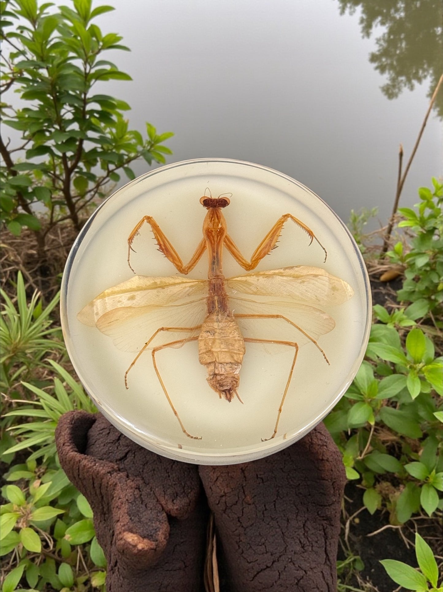 Praying Mantis Resin Disc
