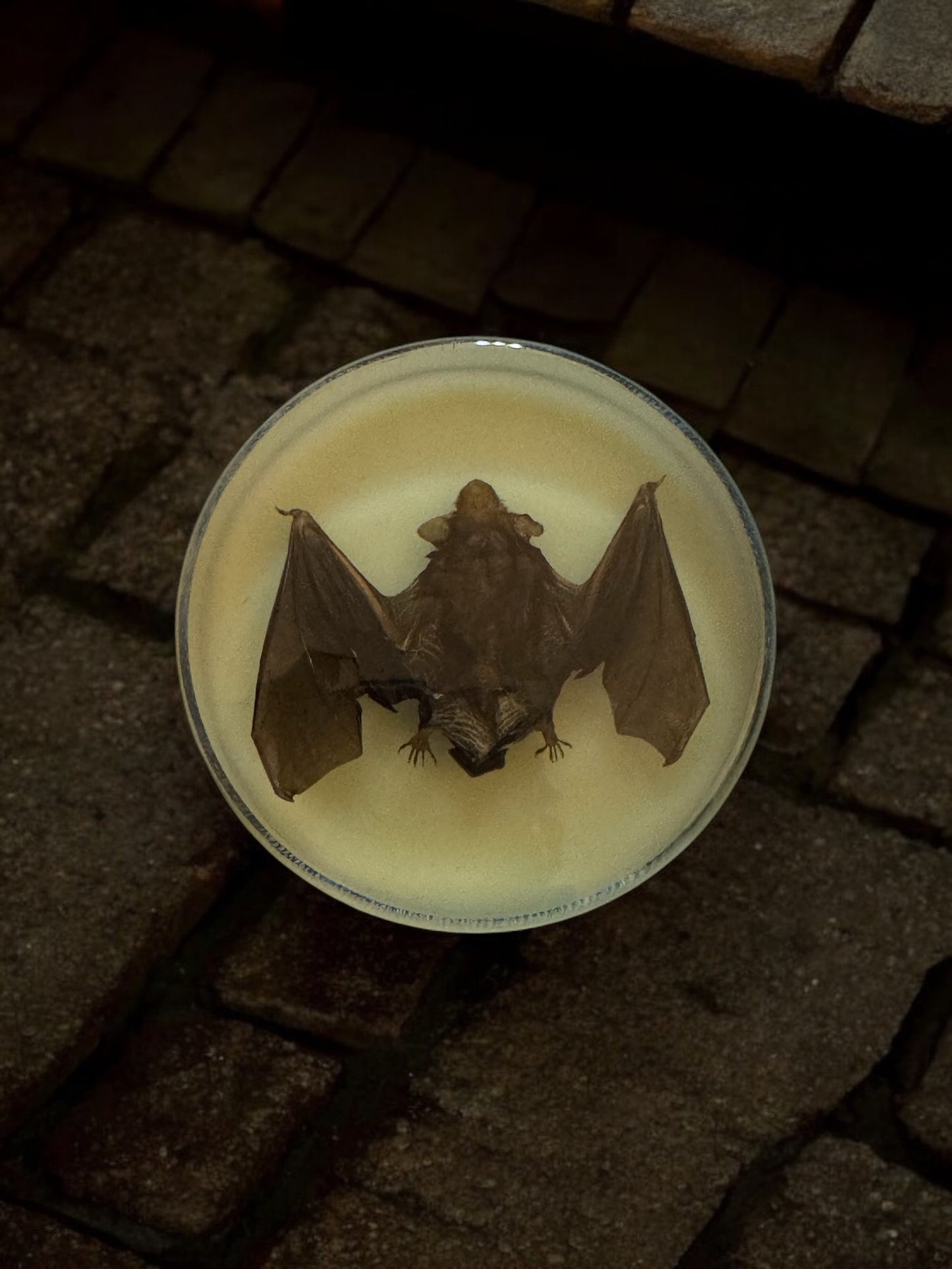 Bat in UV Resin Disc