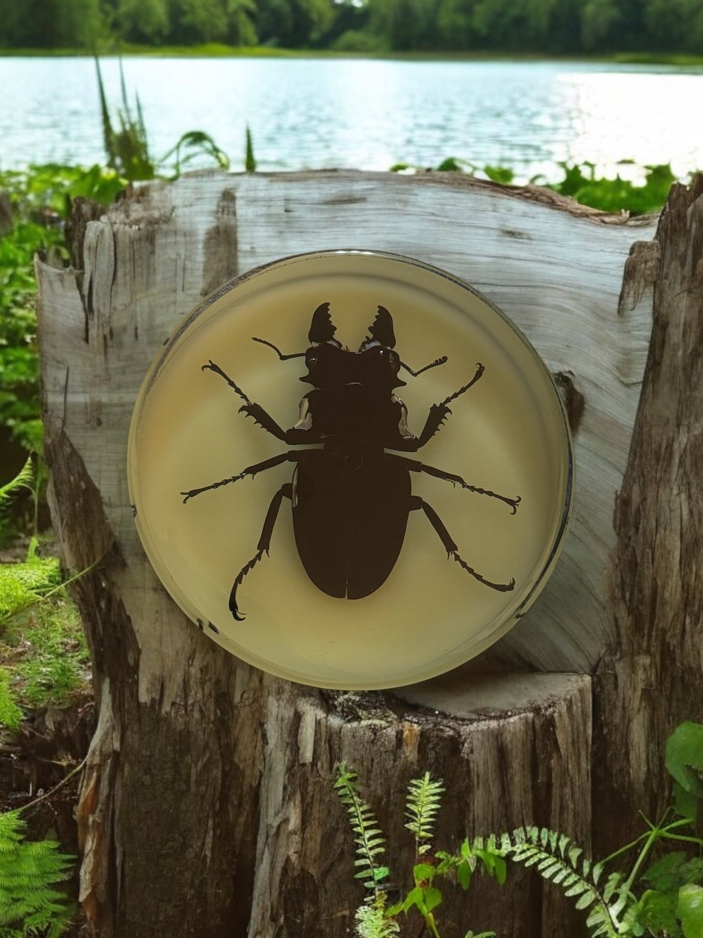 Stag Beetle in UV Resin Disc