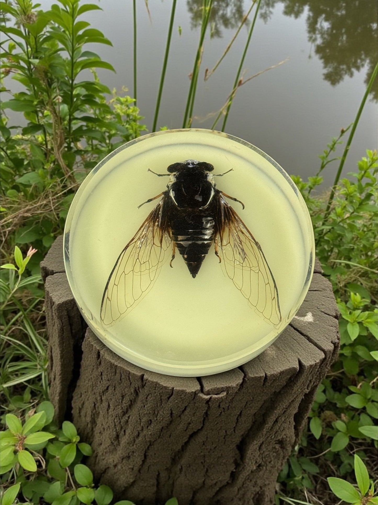 Cicada Resin Disc