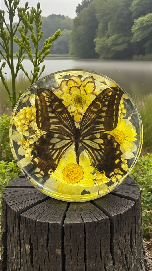 Asian Swallowtail Butterfly Resin Disc