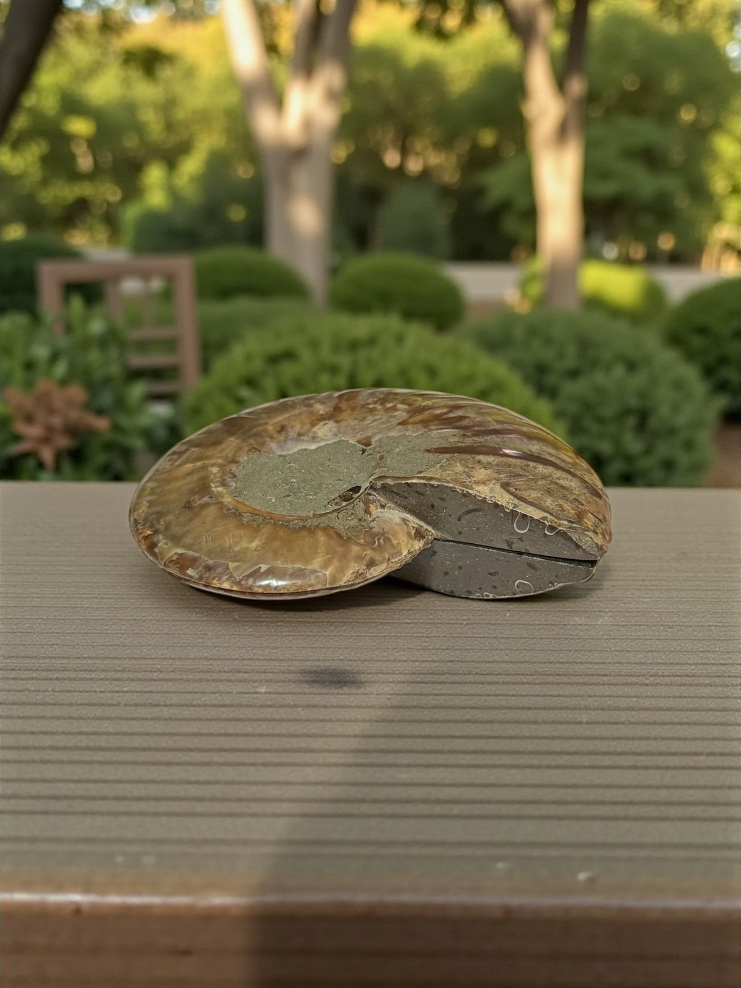 Ammonite Fossil Pair