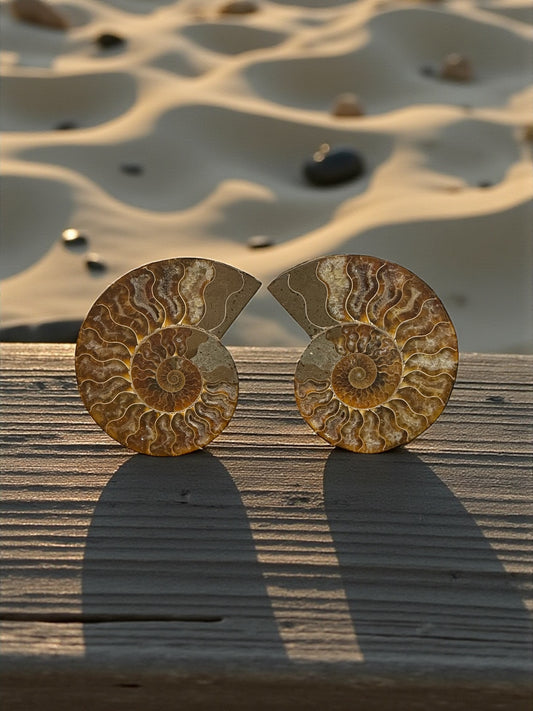 Ammonite Fossil Pair