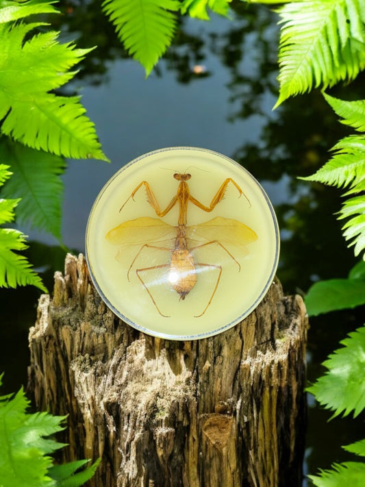 Praying Mantis Resin Disc